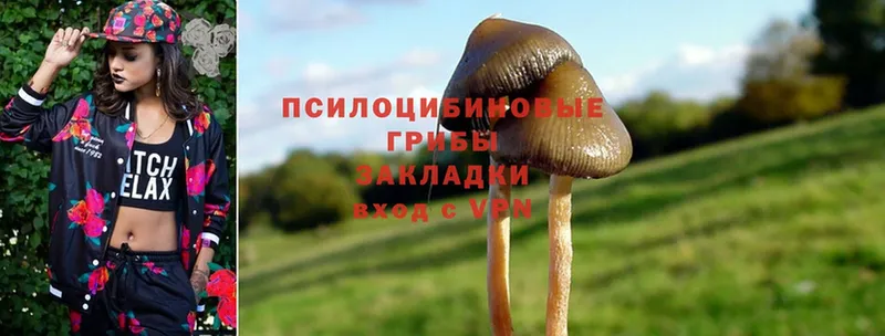 Галлюциногенные грибы Psilocybe  купить   Оха 